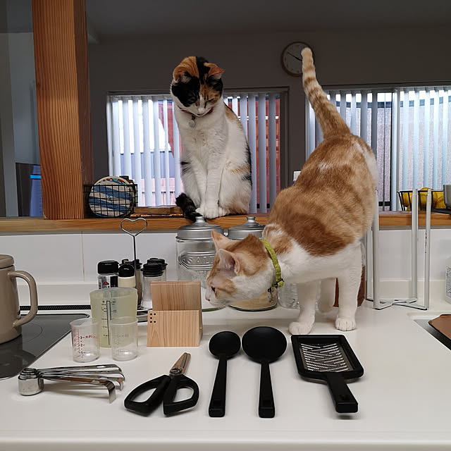 koyurizuさんの実例写真