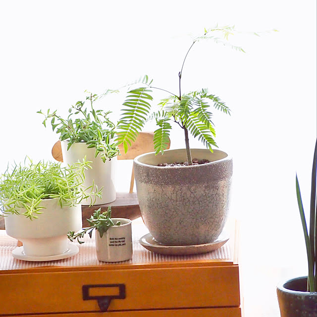 サンスベリア/観葉植物のある部屋/プレゼント/多肉植物/観葉植物のある暮らし...などのインテリア実例 - 2020-10-26 12:21:13