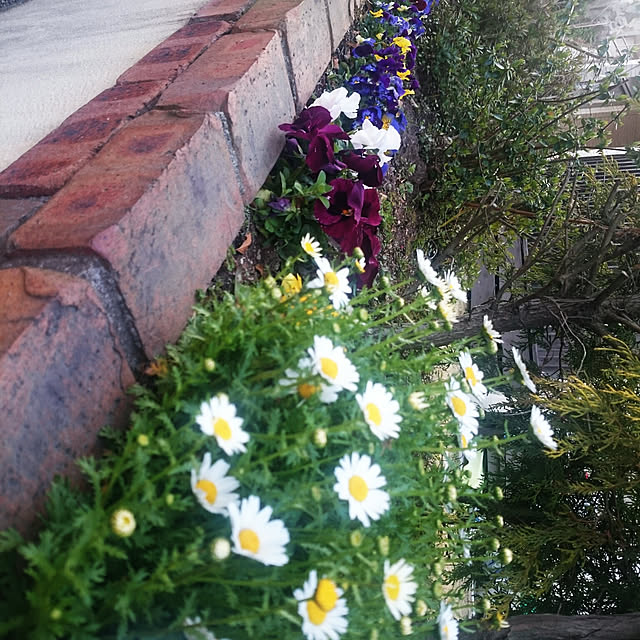 haneさんの実例写真