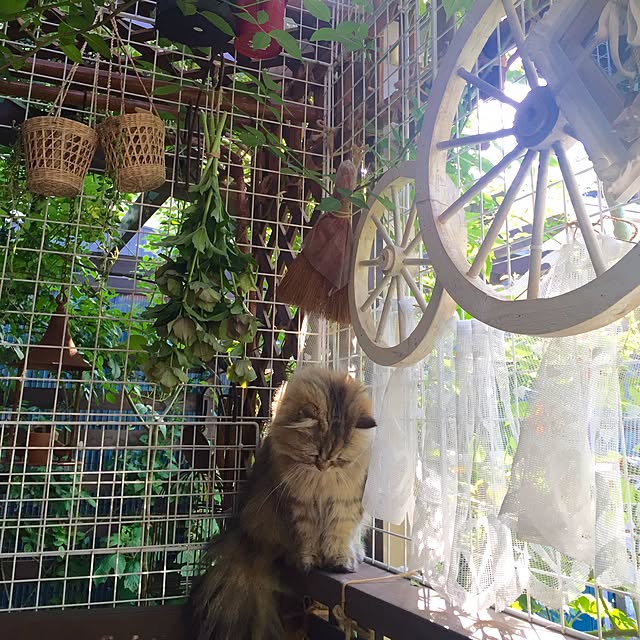 butachanさんの実例写真