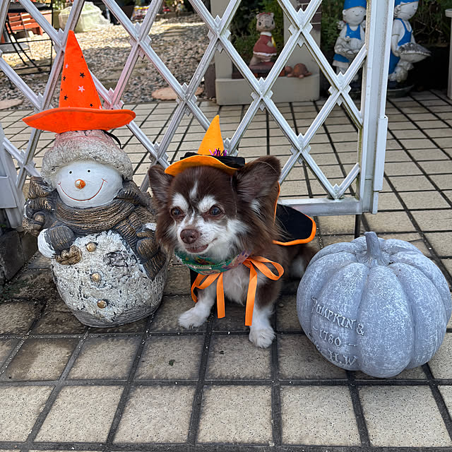 chIoeさんの実例写真