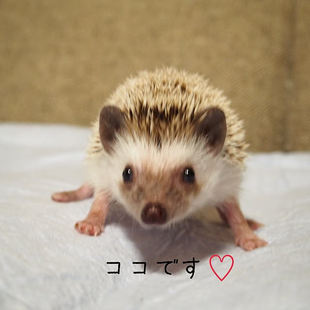 yu_kiさんの実例写真