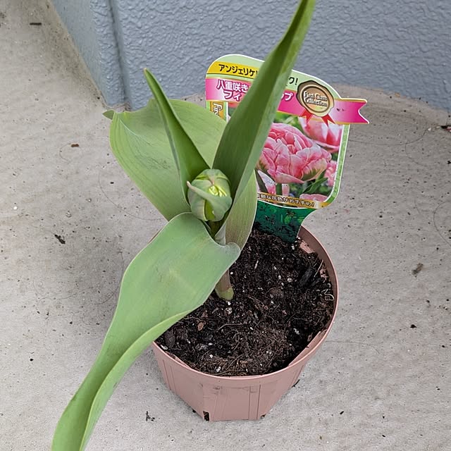 leaf_homeさんの部屋