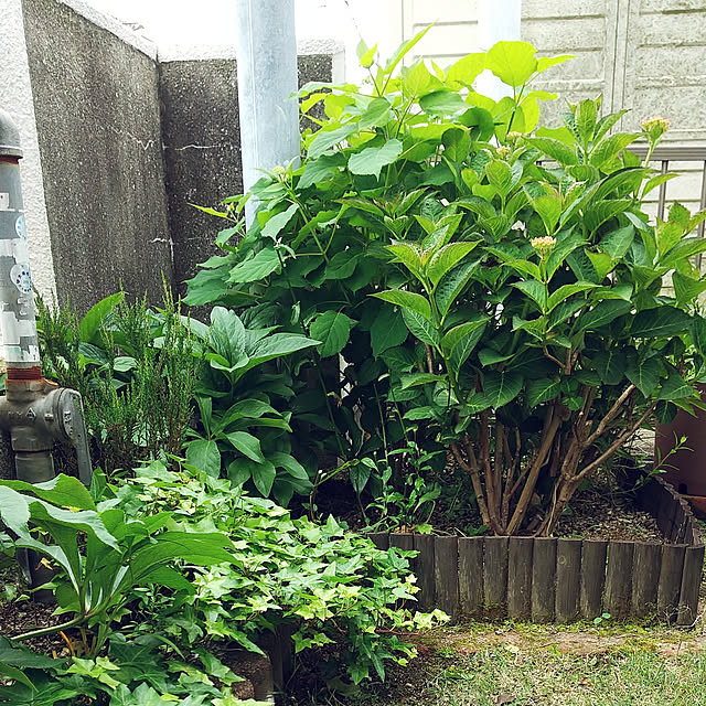 Renさんの実例写真
