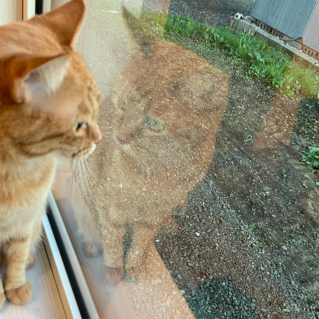 mikeume7さんの実例写真