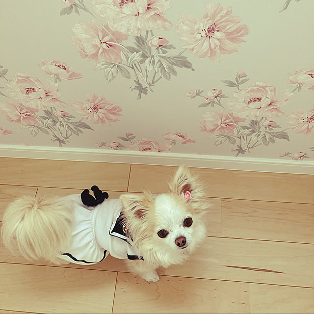 Sweetpeaさんの実例写真