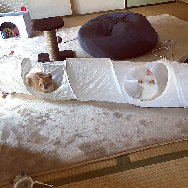 himetanさんの実例写真