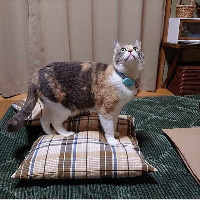 fukuさんの部屋