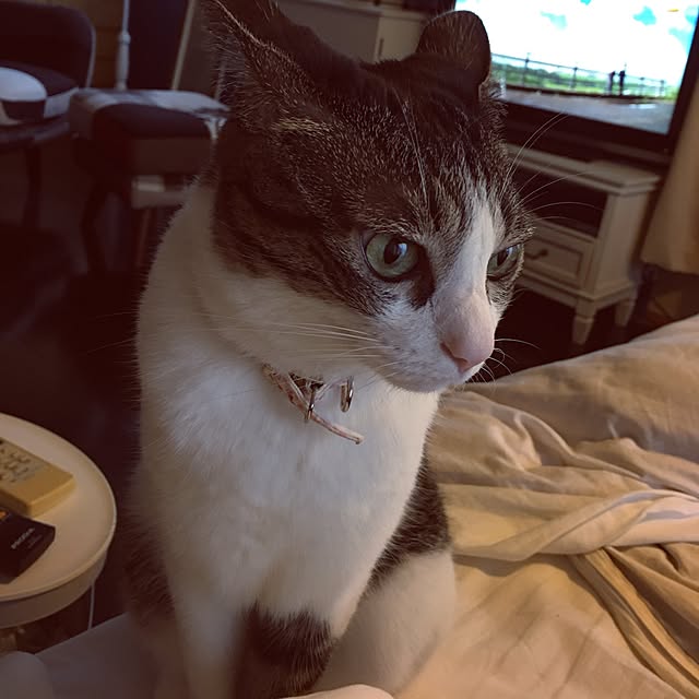 Shihoさんの実例写真