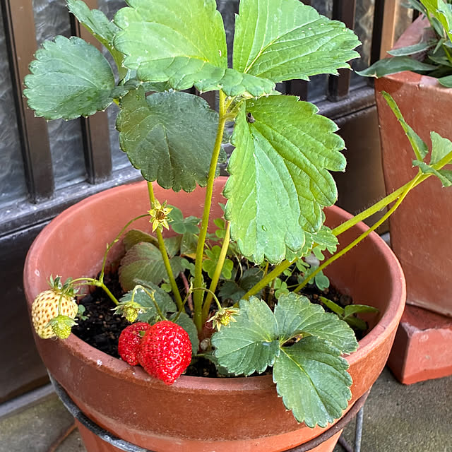 mikan161さんの実例写真