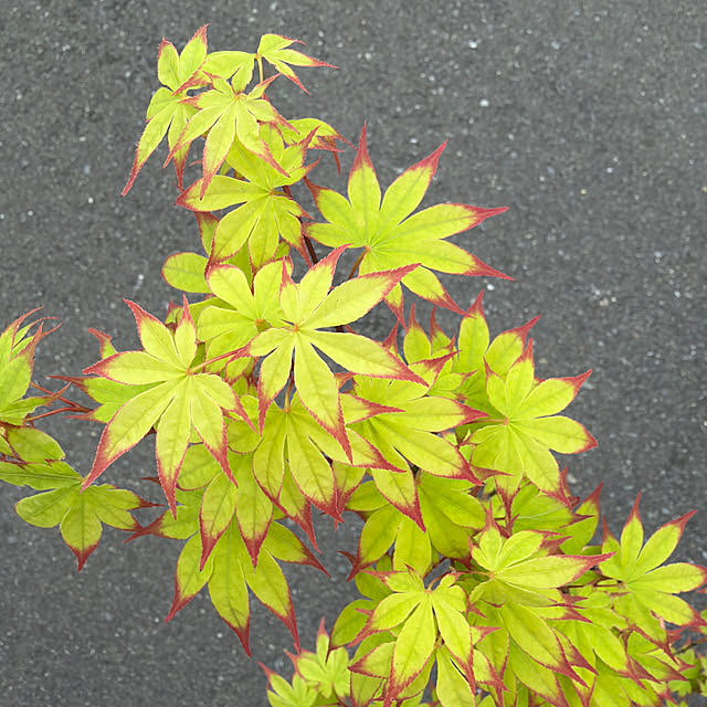 poi.cueさんの部屋