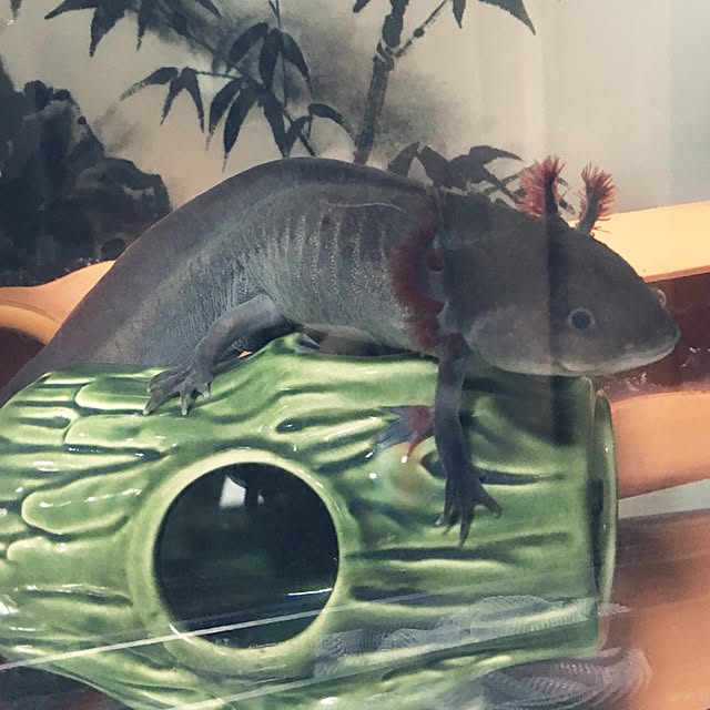 zuborararaさんの実例写真