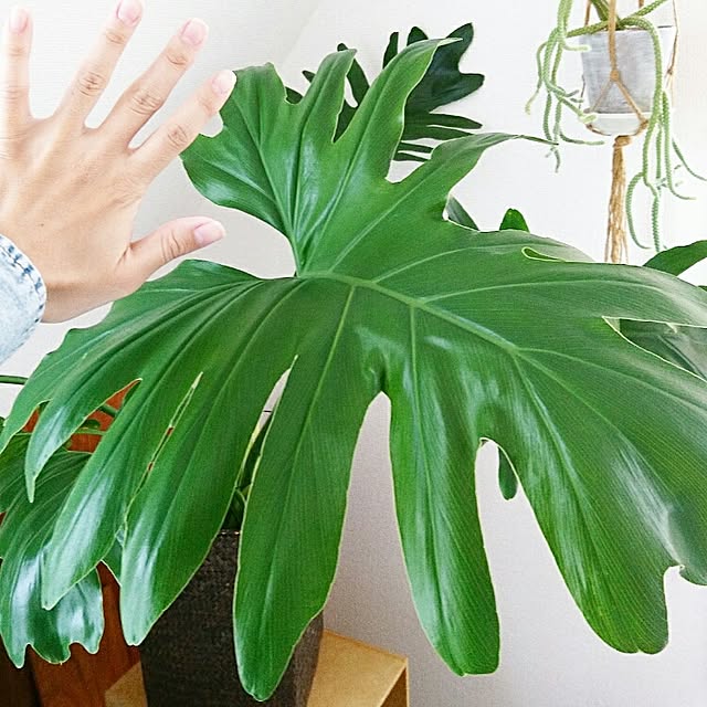 Little-Bambiさんの実例写真