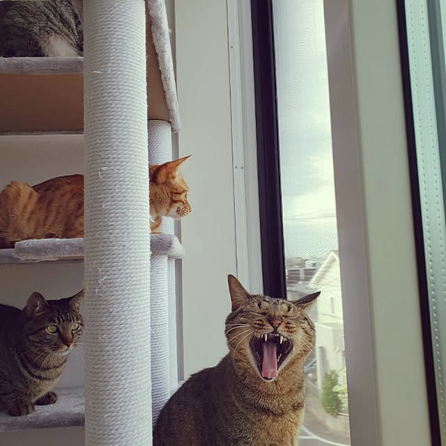 realさんの実例写真
