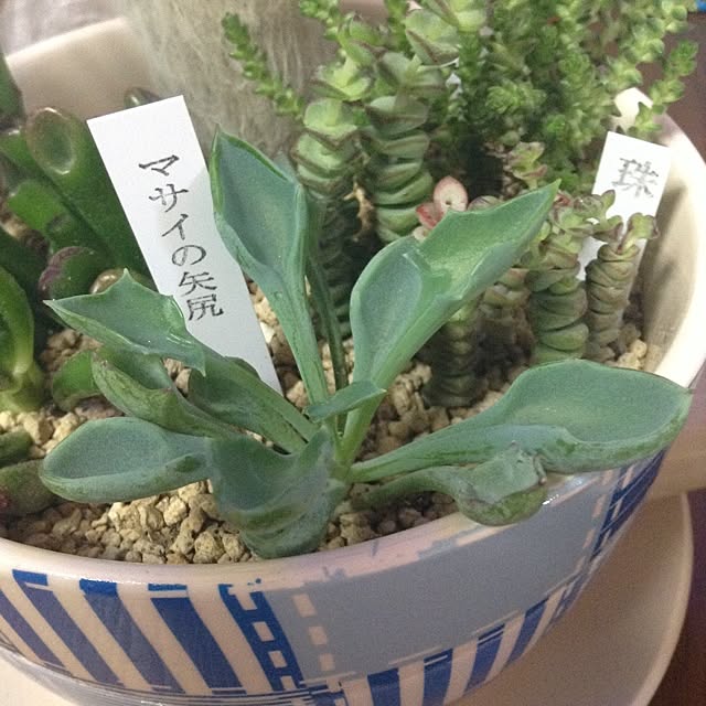 aohaさんの実例写真
