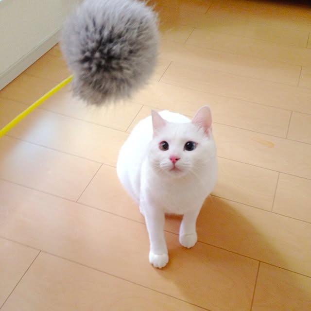 kaoさんの実例写真