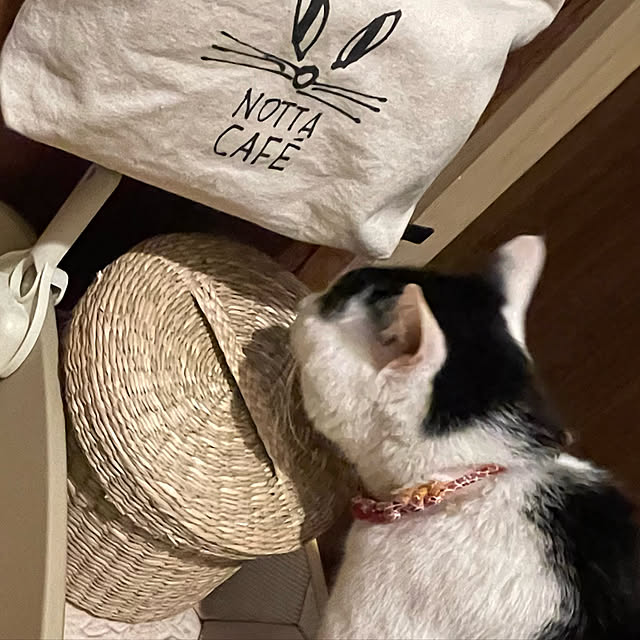 nekosamaさんの実例写真