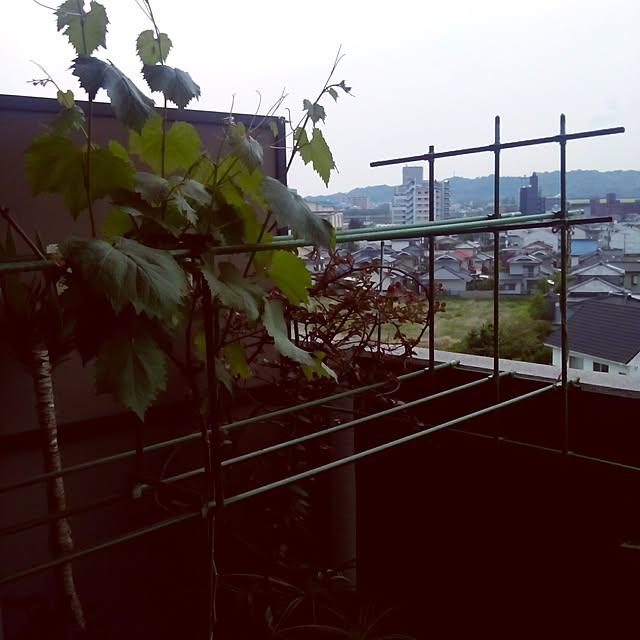 キッチンのインテリア実例 - 2017-04-27 09:38:58