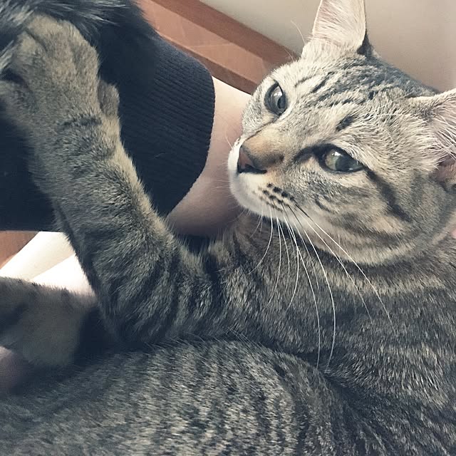 sayasさんの実例写真