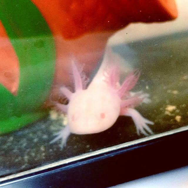 risaさんの実例写真