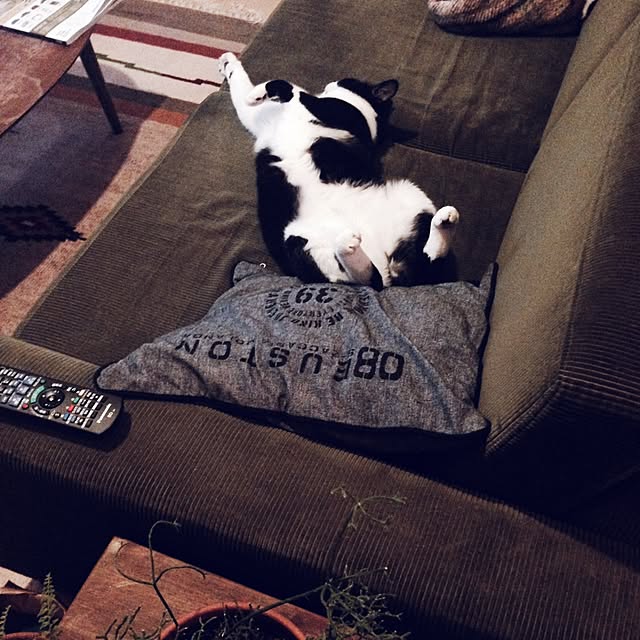 mikasakuさんの実例写真