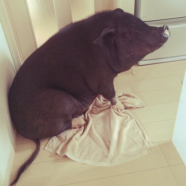 YukAさんの実例写真