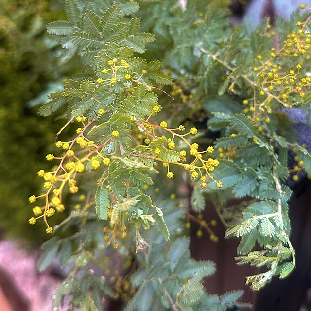 miyuさんの実例写真