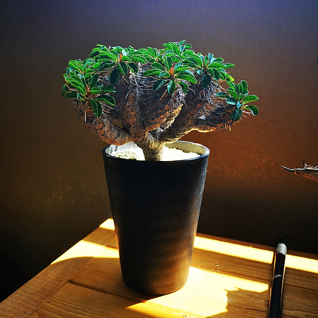 thousandleaf102さんの実例写真