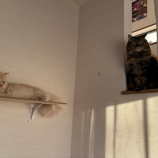 nyankichiさんの部屋