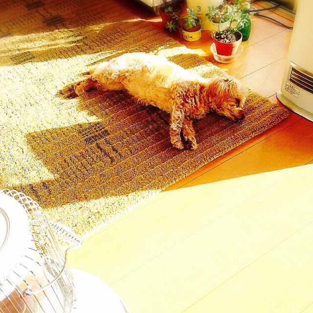 yさんの実例写真
