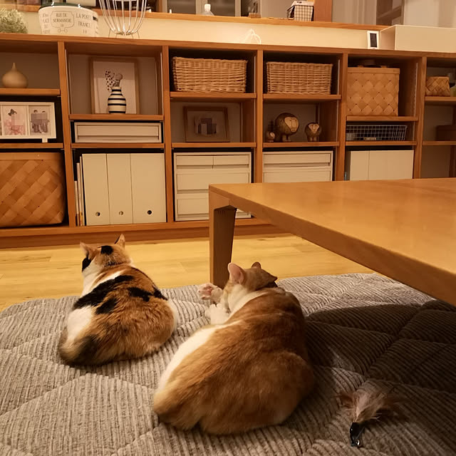 koyurizuさんの実例写真