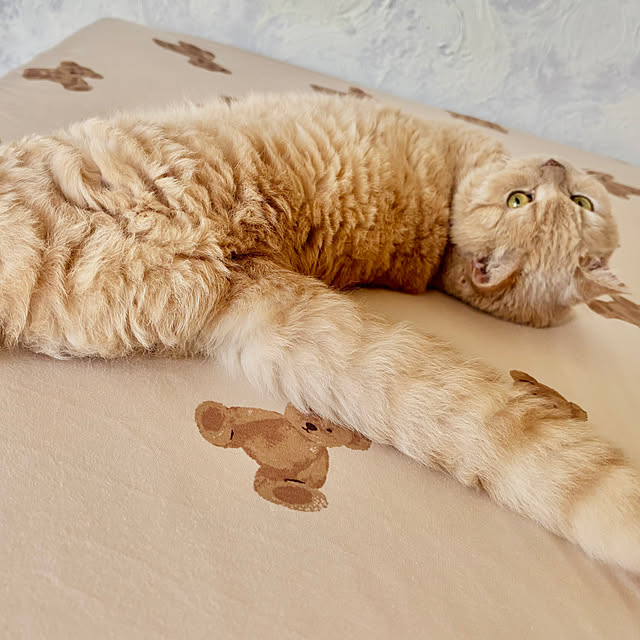 naokoさんの実例写真