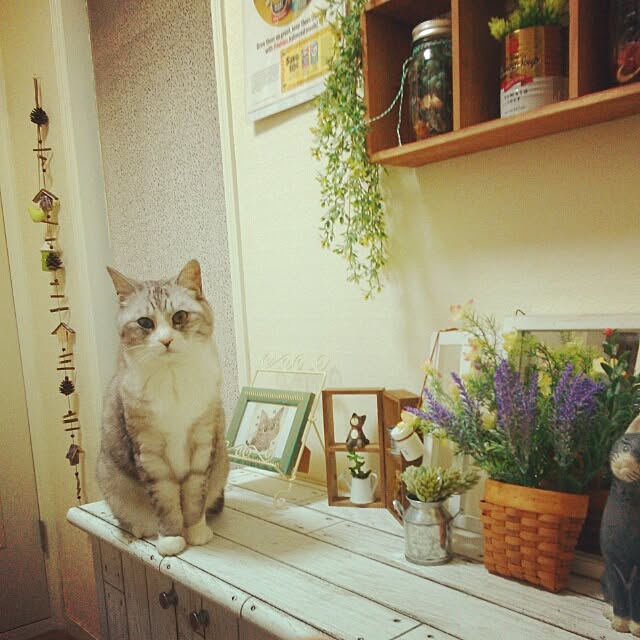 furiさんの実例写真