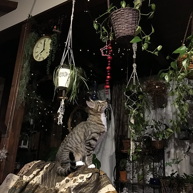 shigimiさんの実例写真