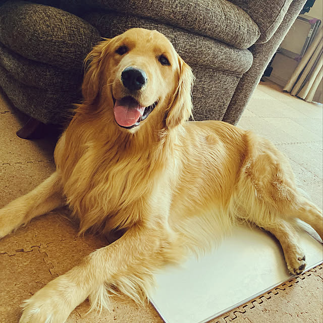 Royさんの実例写真
