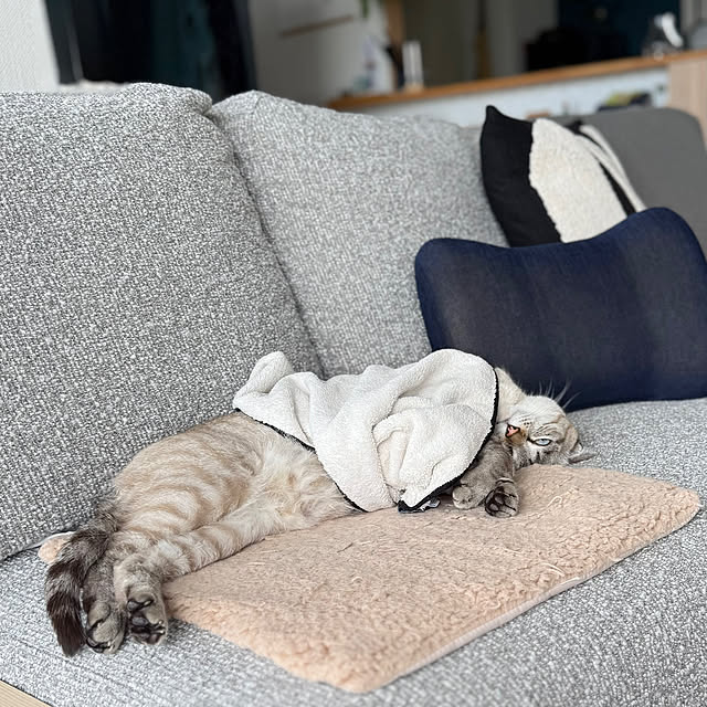 amさんの実例写真