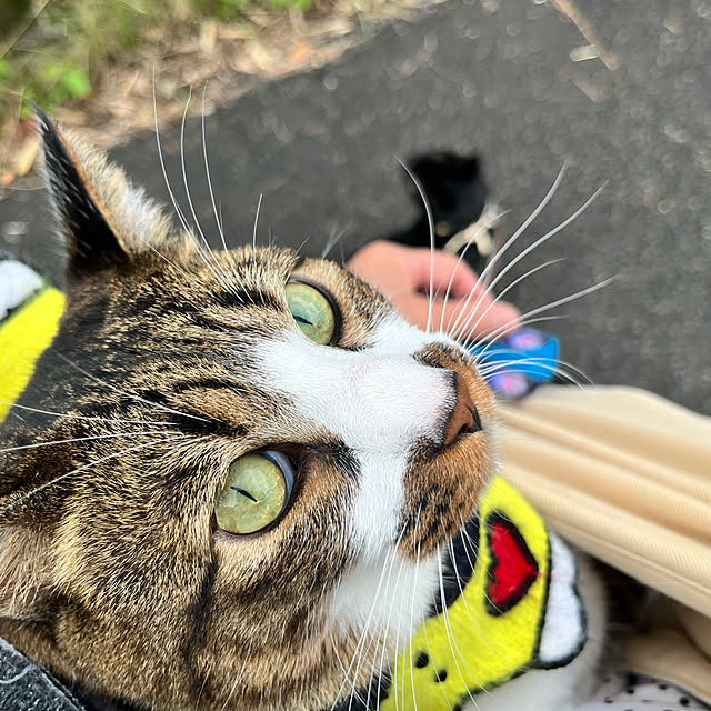 jijiさんの実例写真