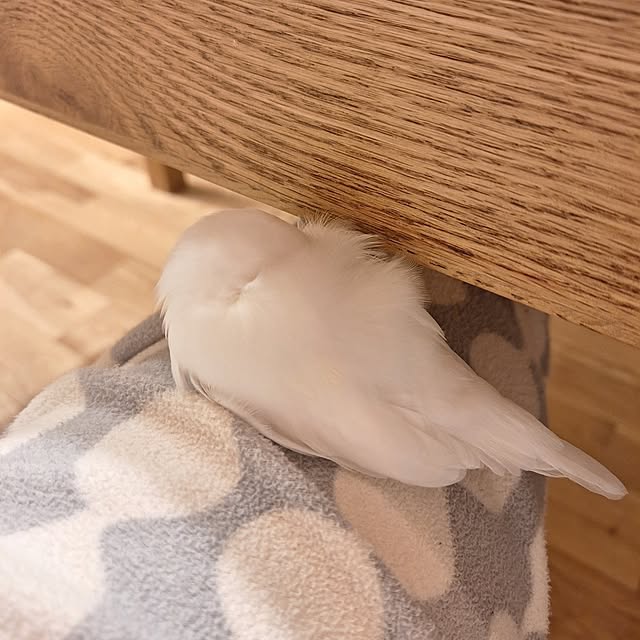 otokiさんの実例写真