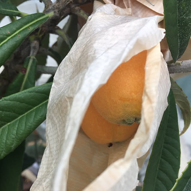 nomnom888さんの実例写真