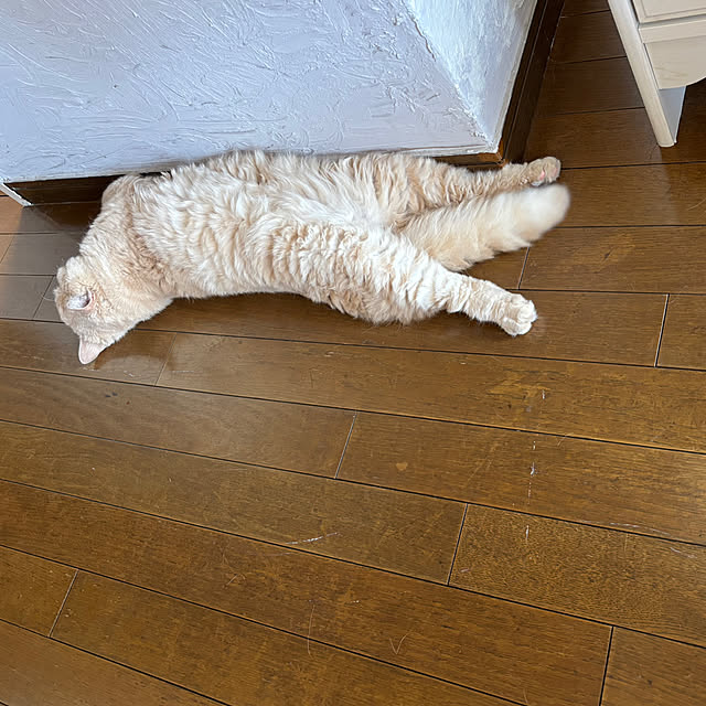 naokoさんの実例写真