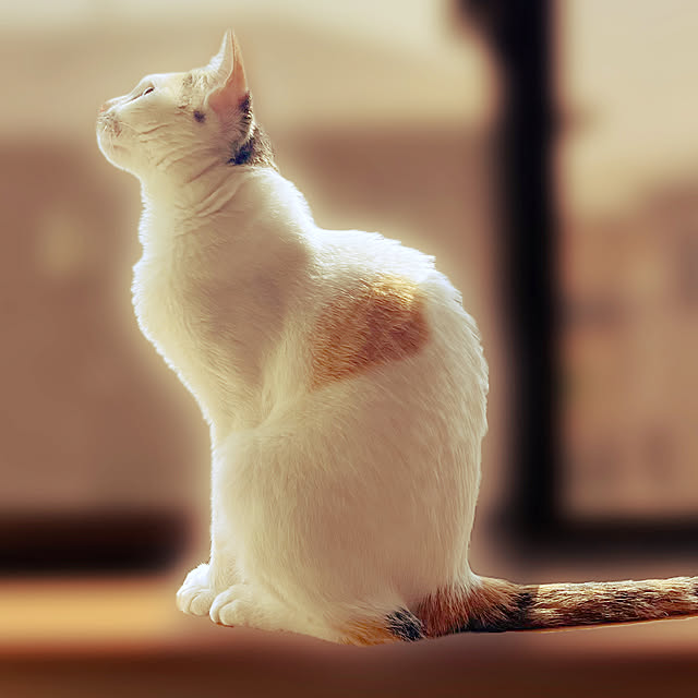 coedodecoさんの実例写真