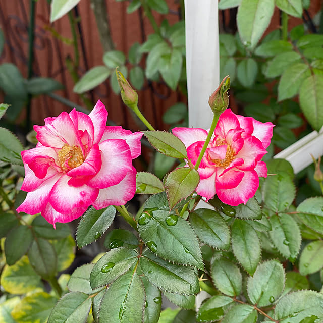 RoseLife5818さんの実例写真