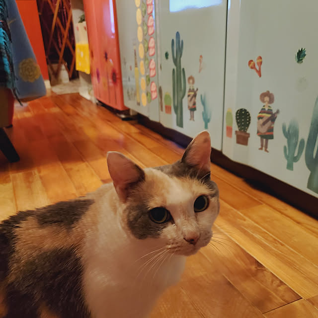 kumutanさんの実例写真