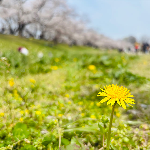 cottoncottonさんの部屋