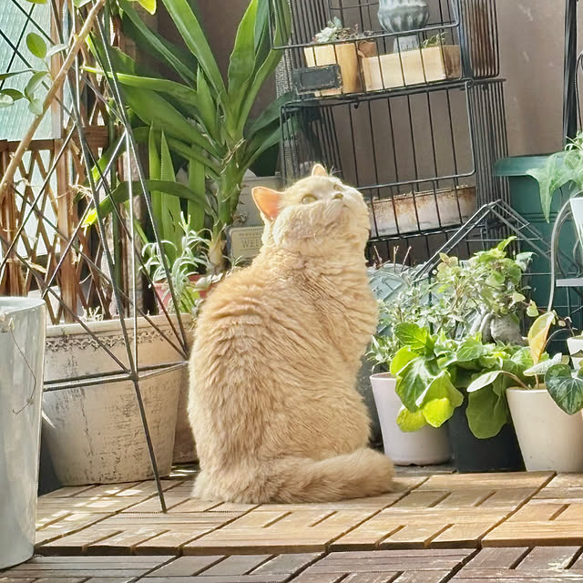 naokoさんの部屋