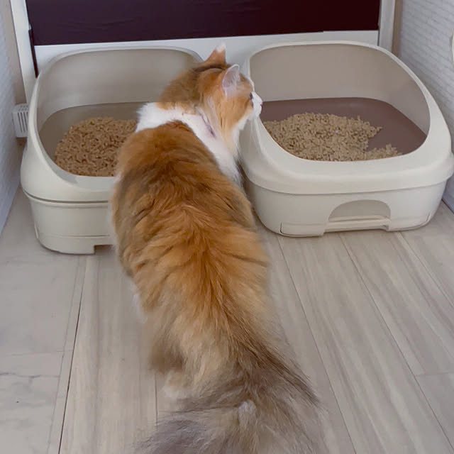 暮らしのハンドブック2023/ニャンとも/ねこと暮らす/ねこのいる日常/猫トイレ...などのインテリア実例 - 2023-05-22 20:18:53