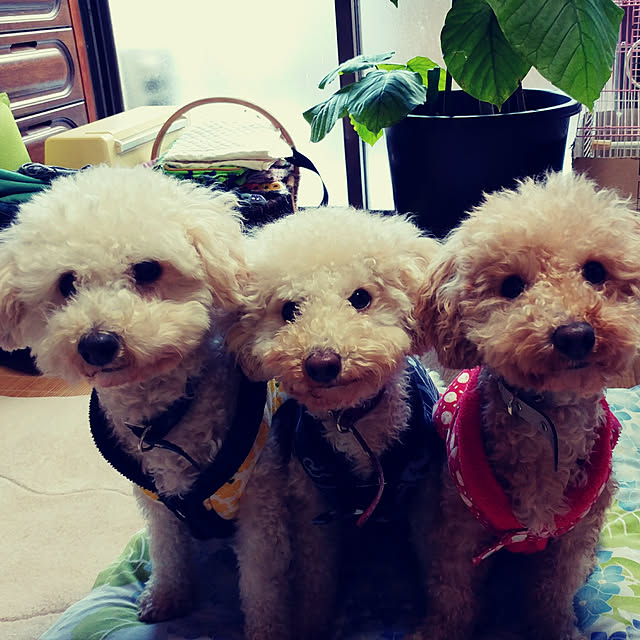 nontenrunさんの実例写真