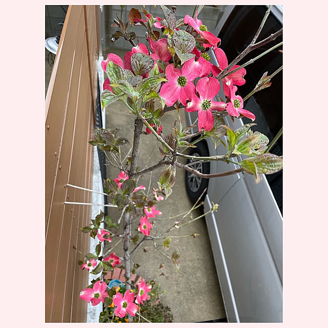 emiuraranさんの実例写真