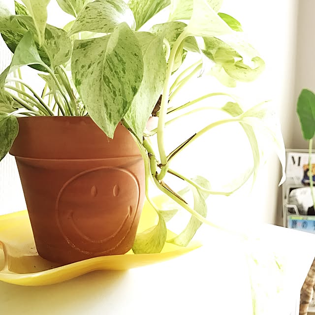 リビング/観葉植物のインテリア実例 - 2017-05-26 14:58:29