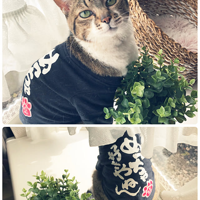 実例写真